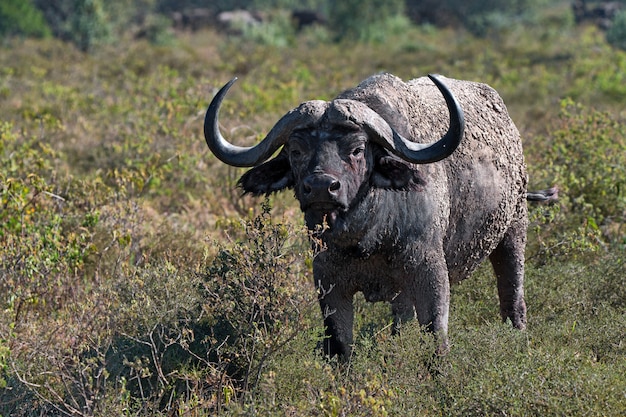 Bufalo africano selvatico o syncerus caffer nella savana