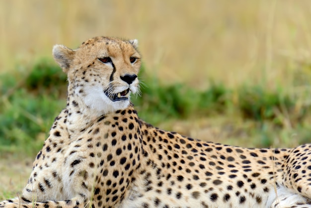 Ghepardo africano selvatico, bellissimo animale mammifero. africa, kenya