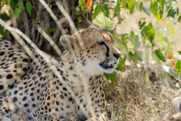 野生のアフリカのチーター、美しい哺乳類の動物。アフリカ、ケニア