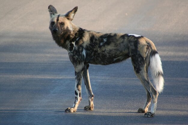 写真 クルーガー国立公園南アフリカで野生のアフリカの犬