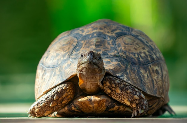 Wild african life. Close up of a cute turtle lying on savannah on a sunny day