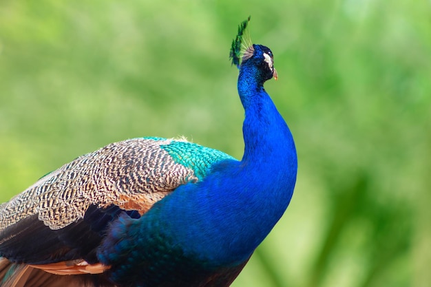 写真 野生のアフリカの生命 薄い背景の可愛いパウロの明るい鳥のクローズアップ