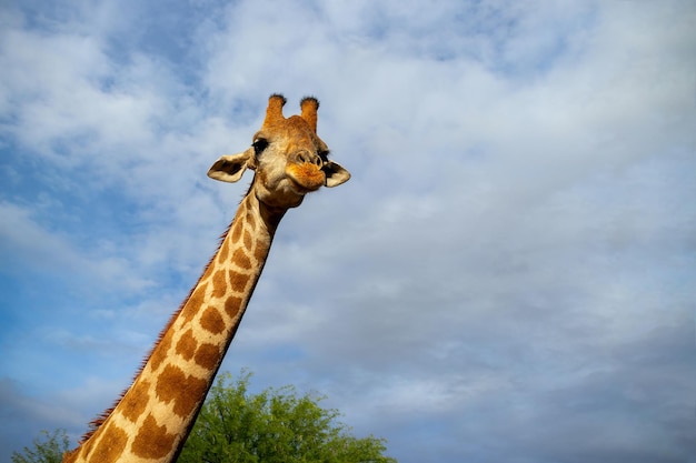 Wild african life A large common South African giraffe on the summer blue sky