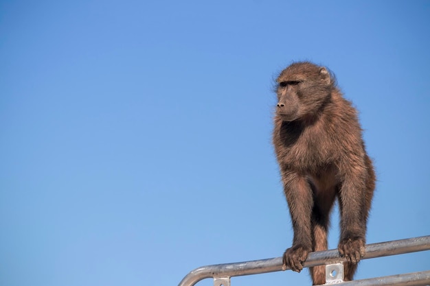 Foto vita africana selvaggia un grande babbuino maschio seduto sul tetto dell'auto in una giornata di sole