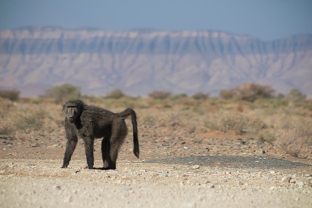 Wild african life. A Large Male Baboon standing in African bush