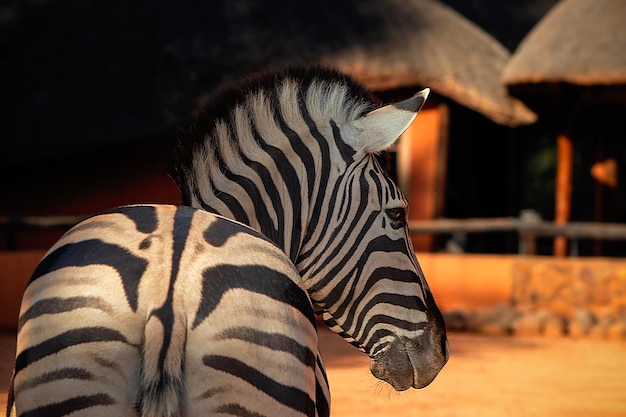 写真 野生のアフリカの生命 ナミビアの山のゼブラが サバンナの真ん中に立っています