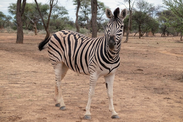 写真 野生のアフリカの生命 ナミビアのゼブラがサバンナの真ん中に立っています