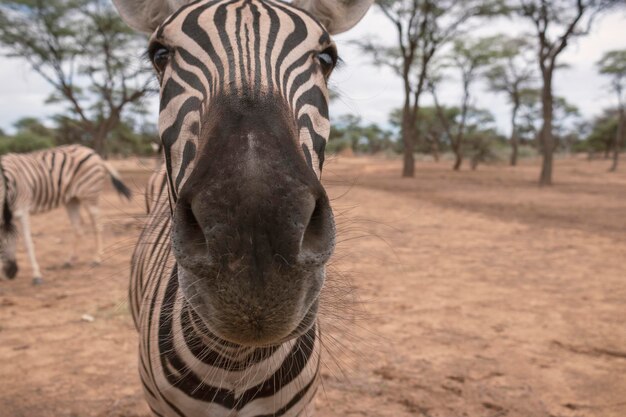 写真 野生のアフリカの生命 ナミビアのゼブラがサバンナの真ん中に立っています