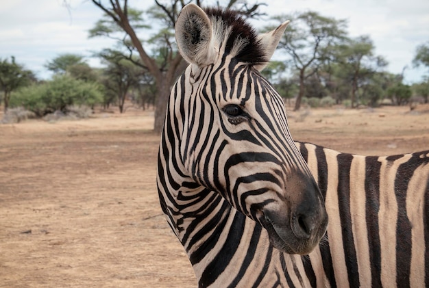 Wild african life Namibian zebra standing in the middle of the savannah