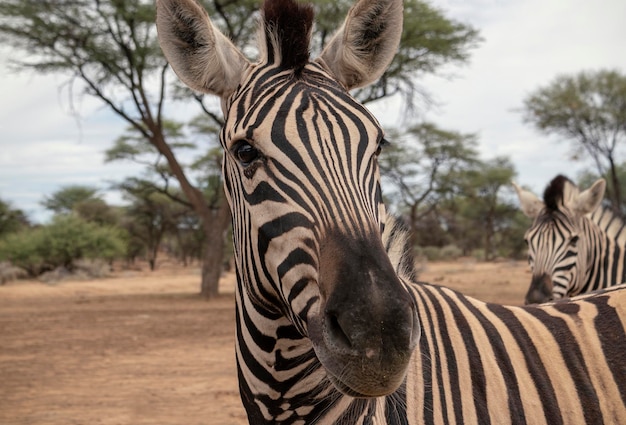 サバンナの真ん中に立っている野生のアフリカの生活ナミビアのシマウマ