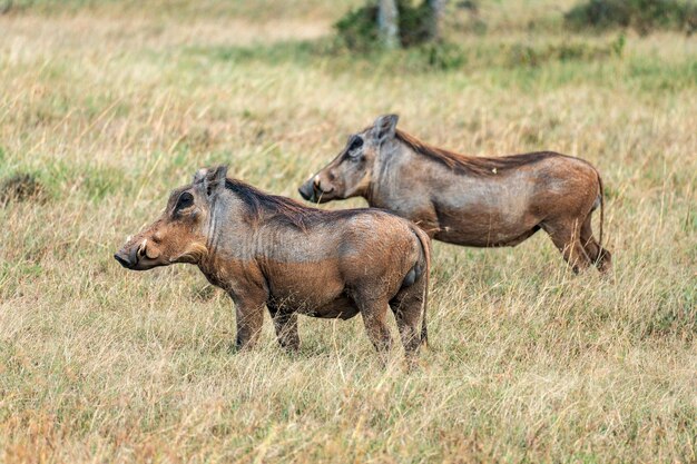 アフリカの野生の野生のブタ 2匹の幼いワートブッグが放牧しています