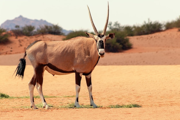 Wild Afrikaans dier. Eenzame Oryx loopt door de Namib-woestijn