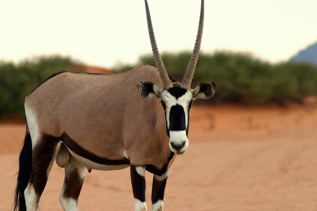 Wild afrikaans dier. eenzame oryx loopt door de namib-woestijn