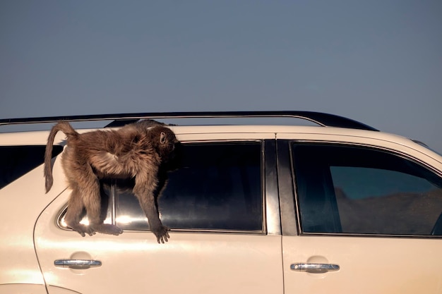Wild Afrikaans leven Een grote mannelijke baviaan zittend op het autodak op een zonnige dag