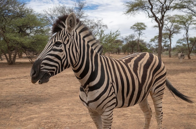 Foto wild afrikaans leven namibische bergzebra staat in het midden van de savanne