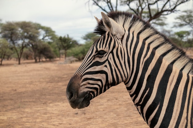 Wild Afrikaans leven Namibische zebra staande in het midden van de savanne