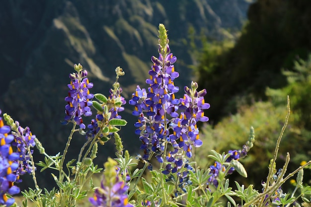 페루 Arequipa 지역의 Colca Canyon에 있는 안데스 산맥이 있는 야생 안데스 루핀 꽃