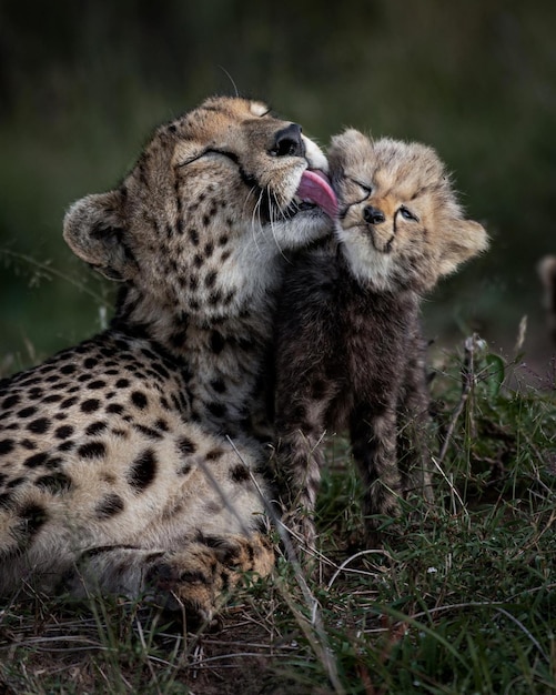 wild animal danger cheetah leopard nature