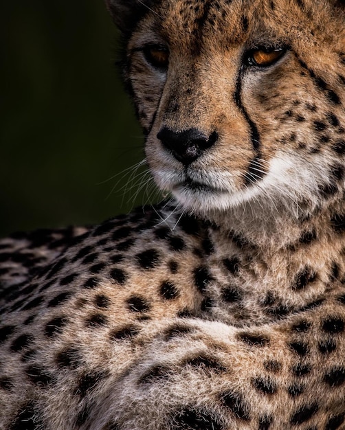 wild animal danger cheetah leopard nature