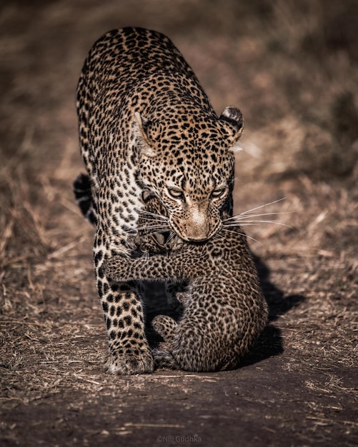 wild animal danger cheetah leopard nature