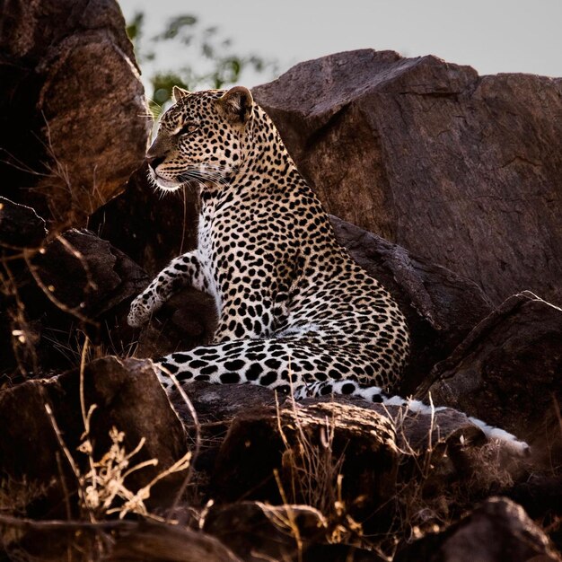 wild animal danger cheetah leopard nature