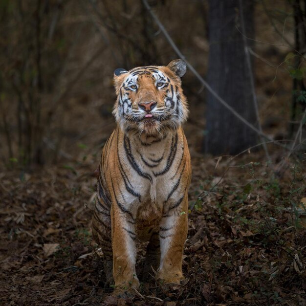 Photo wild animal danger tiger nature photography