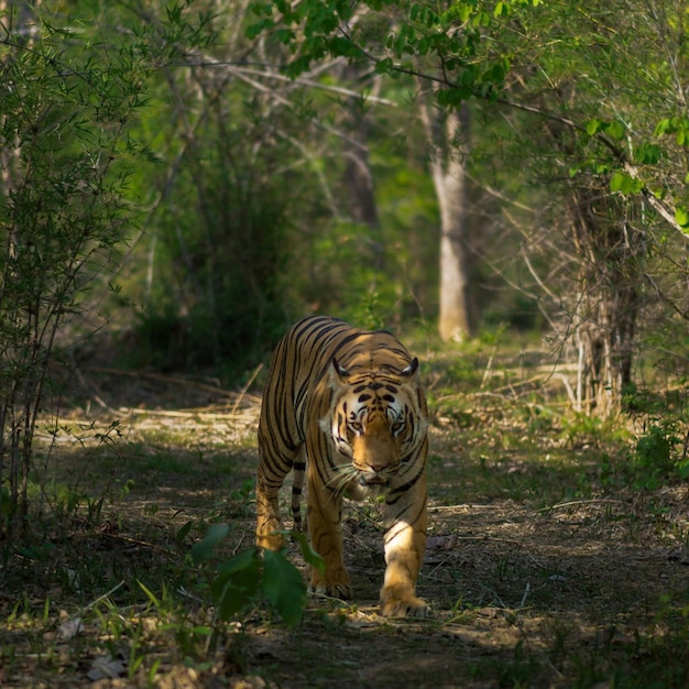 Photo wild animal danger tiger nature photography