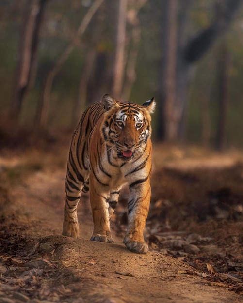 Фото Опасность диких животных тигр натуральная фотография