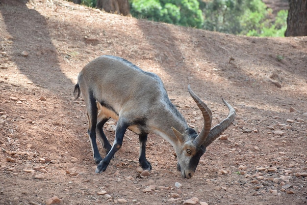 Foto seduta di cervo animale selvatico