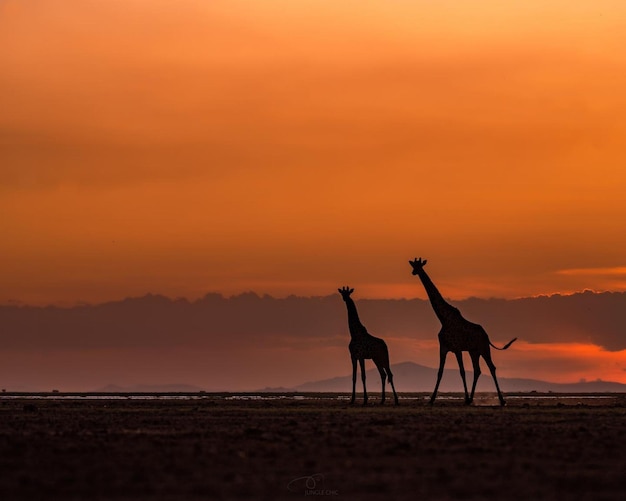 Photo wild animal giraffe nature on jungle