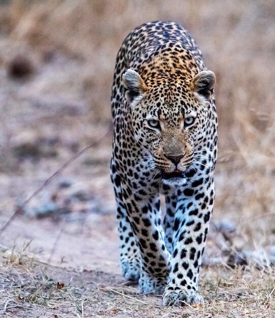 写真 野原の野生の動物