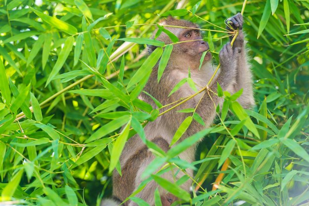 Wild animal monkey eating green bamboo leaves in forest