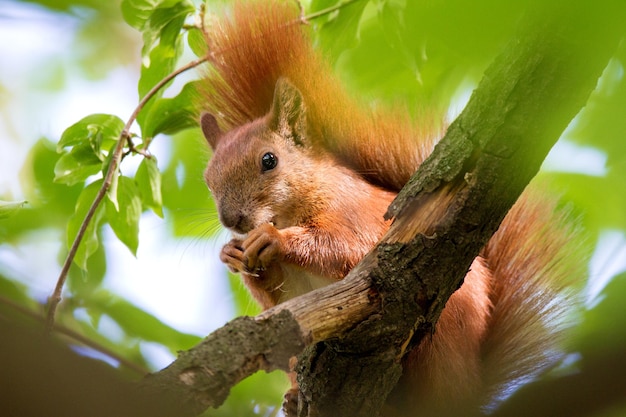 Wild animal a squirrel on a tree eats