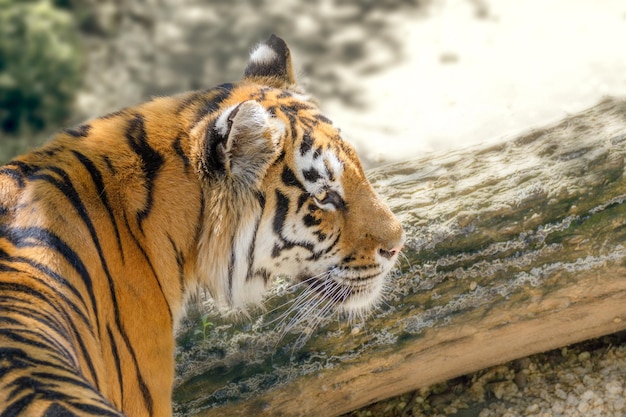 野生動物の縞模様の捕食者アムールトラ