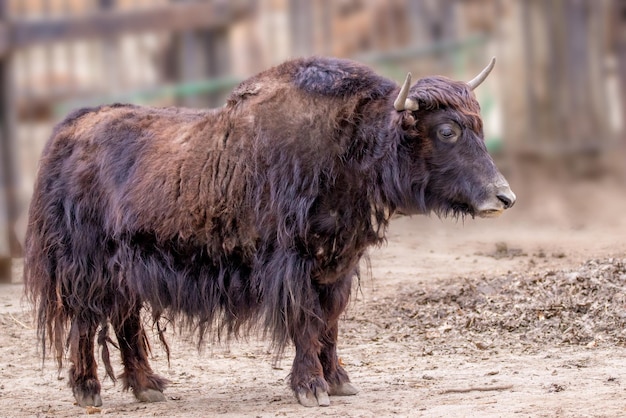 動物園の角のあるヤクの野生動物