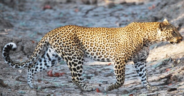 Animali selvatici in uno zoo