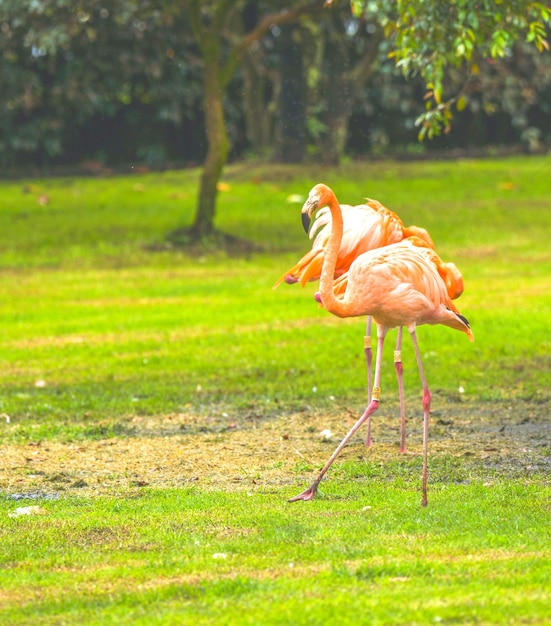 Wild animals beautiful flamingo birds this is the most beautiful birds in the world