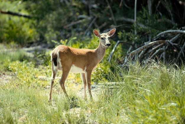 野生動物のコンセプトオジロジカの子鹿バンビ若いノロジカcapreolus美しい野生生物のバック