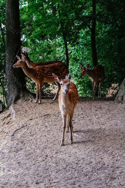 Wild animals in the forest, in the meadow, hunting