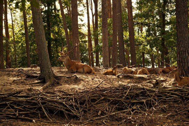 Foto animali selvatici nella foresta scena selvaggia della natura