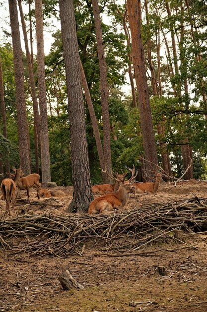 Foto animali selvatici nella foresta scena selvaggia della natura