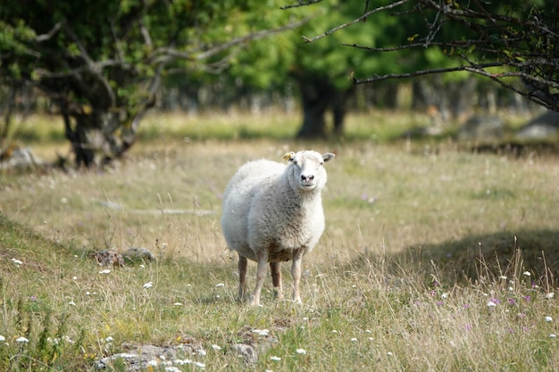 野生動物-羊の肖像画。緑の森のフィールドで羊毛の羊の農地のビュー