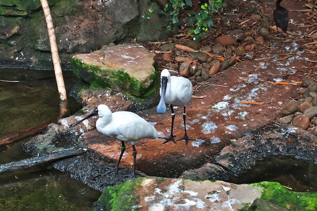 Wild animals at the Taronga zoo in Sydney, Australia