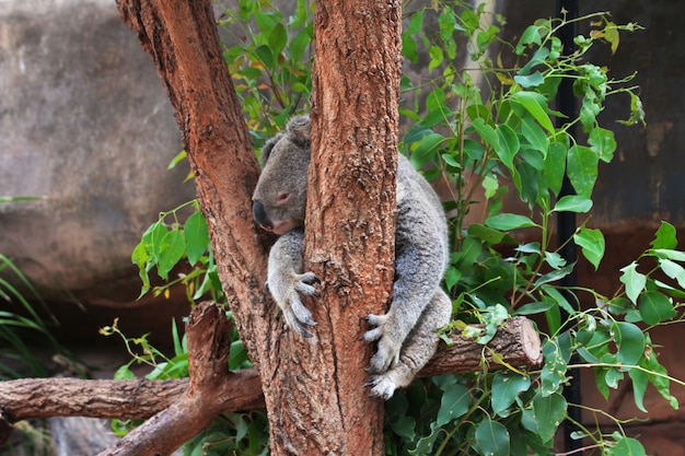 Animali selvatici allo zoo di taronga a sydney, in australia