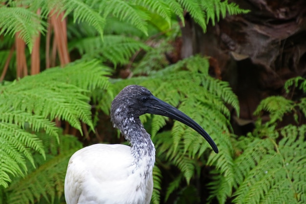 Wild animals at the Taronga zoo in Sydney, Australia