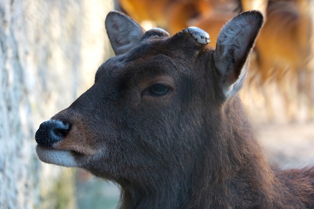 角のない野生の鹿のクローズ アップ 森の中の野生動物