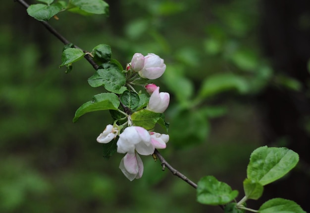 曇った5月の朝のモスクワ地方ロシアの野生のリンゴの花