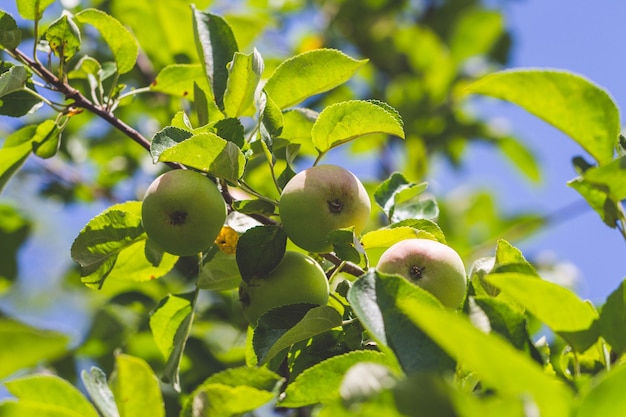 Wild apple tree. Green apples on a branch close-up.