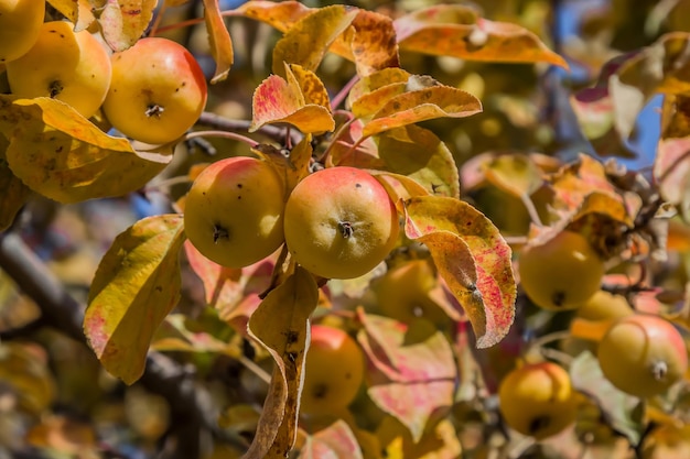 Wild apples ranetki in autumn in nature on a tree