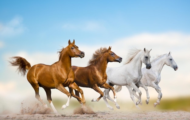 Wild arabian stallions running together in herd on a wild